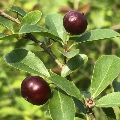 Flacourtia Indica / বৈঁচি গাছ