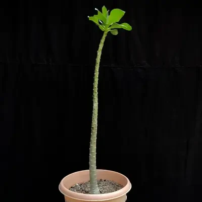 Adenium Socotranum