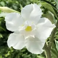 Adenium Double Petal White Flower Plant