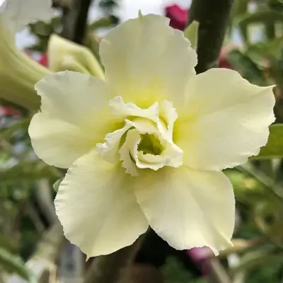 BA-D81 - Light Yellow Flower