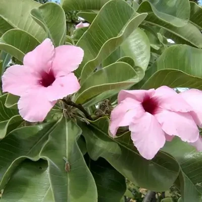 Adenium Boehmianum (Grafted)