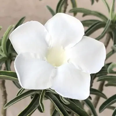 White Swazicum Grafted Plant