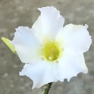 Adenium White Flower Plant
