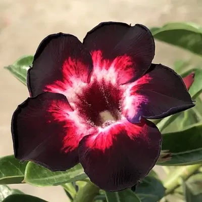 Adenium Black Swan Flower