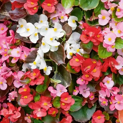 Begonia Mixed Flower Seeds