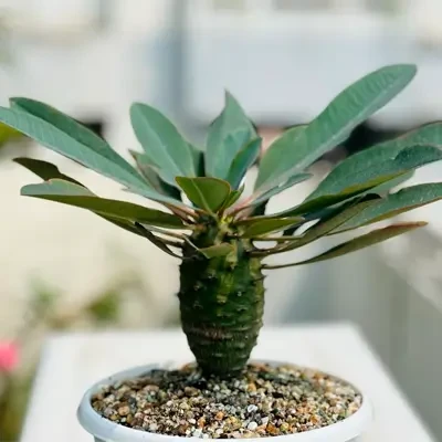 Euphorbia Pachypodioides