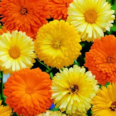 Hybrid Calendula Mix Flower Seeds