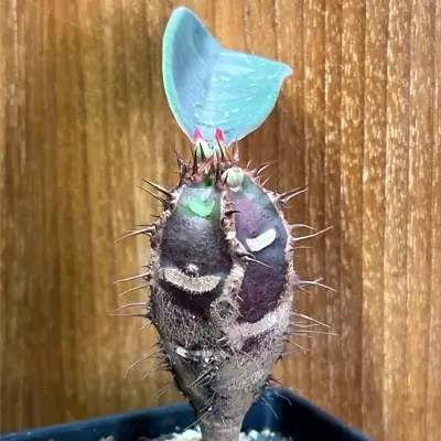 Euphorbia Neohumbertii