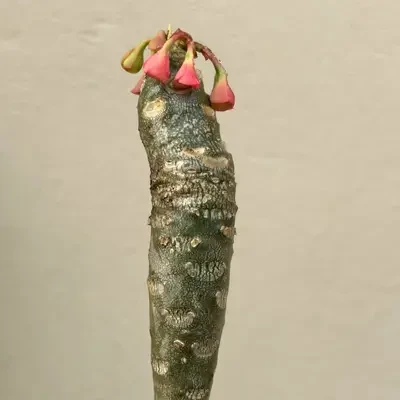 Euphorbia Millotii