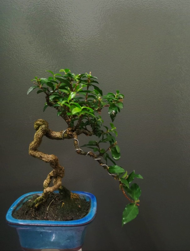 Barbadose Cherry