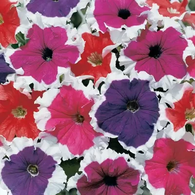 Hybrid Petunia Frost Mix Seeds