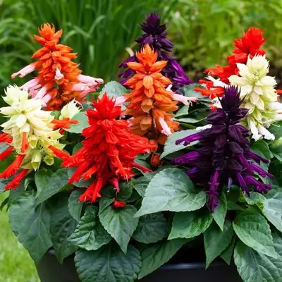 Hybrid Salvia Mix Flower Seeds
