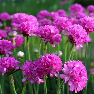 Hybrid Armeria Mixed Flower Seeds