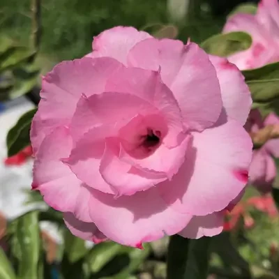 BA-D99 - Pink Double Petal Flower
