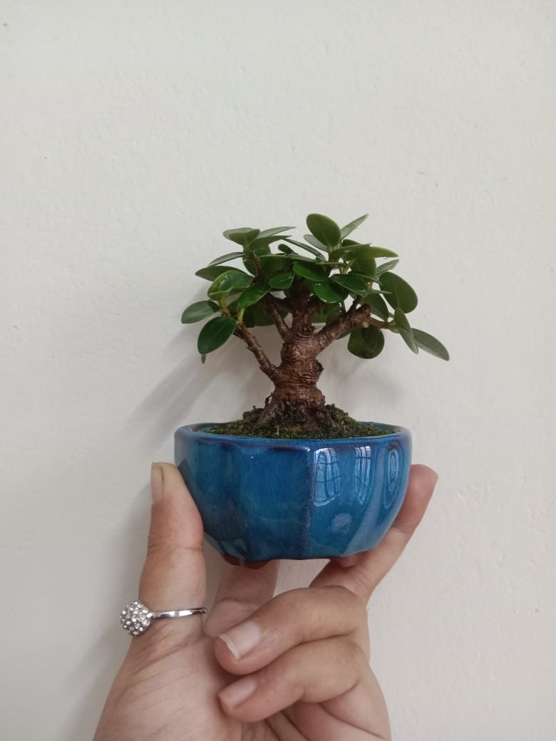 ficus microcarpa (চাইনিজ বট)